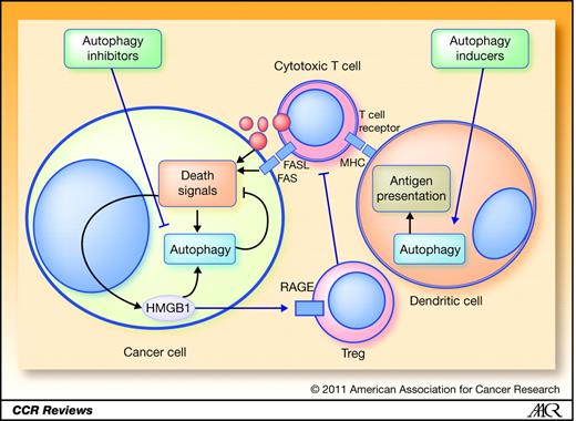 Figure 4. Cancer immunity and autophagy. Imbalance of autophagy leads to immune tolerance in cancer patients. Heightened autophagy in tumor cells prevents immune effector cell–mediated cytotoxicity. In addition, stress-induced release of the damage-associated molecular pattern molecule HMGB1 induces cytoprotective autophagy and, once extruded into the extracellular matrix, recruits regulatory T cells (Treg) resulting in anergy. Suppressed autophagy in DCs limits effective priming of antigen presentation that trains cytotoxic T cells. Simultaneous or sequential pharmacologic induction of autophagy in DCs and autophagy inhibition in the tumor cell would ideally reverse this imbalance and enhance antitumor immunity. FAS, FS7-associated cell surface antigen; FASL, Fas ligand.