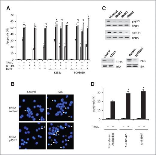 Figure 4. Effect of BDNF and NT-4/5 on breast cancer cells in vitro. A, effect of recombinant BDNF and NT-4/5 on breast cancer cell survival. Thirty-six hours after transfection with siRNA against p75NTR (black bars), or TrkB-T1 (gray bars), or control siRNA (white bars), MCF-7 cells were serum-deprived in minimum essential medium overnight and treated with 5 ng/mL TRAIL, with or without 200 ng/mL BDNF or NT-4/5, in presence or absence of 10 nM K252a or 20 μM PD98059 during 6 hours. For p75NTR and TrkB-T1, 3 different siRNA sequences, indicated in Materials and Methods, were tested. The results presented here have been obtained with siRNA1 for p75NTR and siRNA3 for TrkB-T1. The other sequences exhibited similar effect (data not shown). Apoptotic nuclei were determined after Hoechst staining under a fluorescence microscope. Error bars represent SD and statistics were performed with Student's t test. *, P < 0.01 for neurotrophin (BDNF or NT-4/5) stimulation versus no stimulation, in presence of TRAIL; §, P < 0.01 for siRNA against p75NTR versus control under neurotrophin (BDNF or NT-4/5) stimulation in presence of TRAIL; ¶, P < 0.01 for siRNA against TrkB-T1 versus control under neurotrophin (BDNF or NT-4/5) stimulation in presence of TRAIL. B, Hoechst staining of MCF-7 cells in control versus siRNA p75NTR condition. Apoptotic nuclei, appearing condensed or fragmented, are indicated by arrows. C, demonstration of siRNA and pharmacological inhibitors efficacy. MCF-7 cells were treated with siRNA against p75NTR or TrkB-T1 and the quantity of p75NTR or trkB-T1 mRNA was then assessed by RT-PCR. RPLP0 was used as control. Three different sequences (siRNA1, siRNA2, and siRNA3), indicated in Materials and Methods, were tested for p75NTR and TrkB-T1. For pharmacological inhibitors, MCF-7 cells were treated with K252a and PD98059, at concentrations indicated earlier, phospho-Erk1/2 (total Erk1/2 as control) and phosphoTrkA (total TrkA as control) were detected by Western blotting. D, effect of blocking antibodies against BDNF and NT-4/5 on survival and resistance to apoptosis of breast cancer cells. As previously described, MCF-7 cells were induced into apoptosis with 5 ng/mL TRAIL, in the absence of exogenously added neurotrophins, with or without neutralizing antibodies against BDNF or NT-4/5, and apoptotic nuclei percentage was determined after Hoechst staining under a fluorescence microscope. *, P < 0.05.