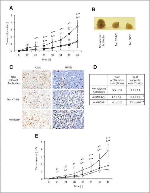 Figure 5. In vivo effect of BDNF and NT-4/5 inhibition on tumor xenograft in immunodeficient mice. A, 3 days after subcutaneous injection of MDA-MB-231 cells, SCID mice were injected with 12.5 μg of neutralizing antibodies: anti-BDNF (Δ), anti-NT-4/5 (▪), and nonrelevant antibodies (○) as control. Treatments were repeated every 3 days until animal sacrifice at day 40. Eight animals were used for each group and Student's t test was performed between control groups and anti-NT-4/5 (a) and anti-BDNF (b) antibodies groups. *, P < 0.05; **, P < 0.01. The difference between control and NT-4/5 antibody-treated group was significant from day 26 (P < 0.01) through day 40 and between control and BDNF antibody treated group was significant from day 22 (P < 0.05) through days 28 to 40 (P < 0.01). Experiments were performed twice with equivalent results. The treatment was also effective if started more than 3 days after cell injection. For instance, starting the injection 3 weeks after injection produced the same inhibition of tumor growth. B, comparative tumor size differences observed after anti-BDNF or anti-NT-4/5 treatments (day 40). C and D, cell proliferation and apoptosis were measured by immunohistochemistry against PCNA and TUNEL analysis, respectively. Photographic illustrations of xenografted tumors immunohistochemistry after PCNA and TUNEL analysis are presented in C. Evaluations of cell proliferation (PCNA labeling) and apoptosis (TUNEL) from xenograft tumors are in D. Three different microscopic fields for each slide, with 3 slides for each tumor, were counted. **, P < 0.01. E, effect of siRNA against p75NTR and TrkB-T1 on xenografted MDA-MB-231 cells. The experiment was performed in the same conditions as described in A, with injection of 100 μL of a buffer at 50 μM siRNA against p75NTR (siRNA1, Δ), TrkB-T1 (siRNA3, ▪), or control siRNA (○). Eight animals were used for each group and Student's t test was performed between control group and siRNA p75NTR (a) or siRNA TrkB-T1 (b) groups. *, P < 0.05; **, P < 0.01.