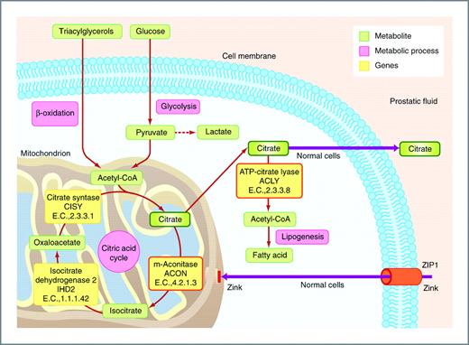 Figure 4. Important components of the citrate metabolism in a prostate cell. Citrate produced in the mitochondria can either be used for ATP production or transported into the cytoplasm for fatty acid production. In normal prostate cells, a large amount of citrate is produced and secreted into the prostatic fluid where it supplies the sperm with energy. The accumulation and secretion of citrate is possible due to the high intracellular zinc level, which inhibits the enzyme ACON thereby preventing citrate oxidation. In prostate cancer, citrate is used for fatty acid production and citrate oxidation via the citric acid cycle, providing more readily available energy to the malignant cells. In our study, ACLY (P = 0.003) and ACON (P < 0.001) were the gene transcripts (encircled by an orange line) that had significant covariance with the reduced citrate levels in the metabolic spectra of the cancerous samples.