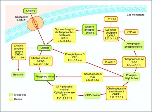 Figure 5. Important components of the ChoCC in a prostate cell. Abnormal ChoCC metabolism is a consistent feature of prostate cancer, being firmly linked to increased cell proliferation and is advantageous for cell survival. The genes in the yellow boxes marked with a bolder orange line are significantly correlated with the metabolic response of Cho, PC, or GPC in our study. Measured metabolites in this study are marked with a bold green line. Genes with significant covariance to increased levels of GPC are PLA2G7 (P < 0.001), CHKA (P = 0.002), LYPLA2 (P = 0.008), LYPLA1 (P = 0.026), and CHDH (P = 0.018). LYPLA1 was also significantly correlated to an increase in PC (P = 0.002). The increased level of Cho was an effect of increased levels of CHPT1 (P = 0.05) and PLA2G7 (P = 0.05).