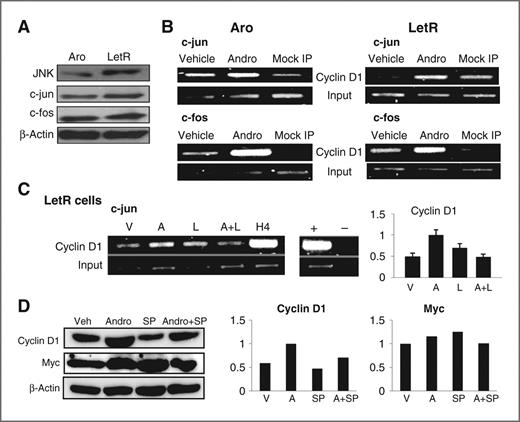 Figure 4. ERα mediates cyclin D1 expression through binding to the AP transcription factors c-jun and c-fos. A, increased protein expression of JNK and c-jun are detected in LetR cells compared with Aro cells. Strong expression of c-fos was detected in both cell lines. β-Actin was used as a loading control. Representative images are shown (n = 3). B, ChIP analysis identified increased recruitment of c-jun and c-fos to the cyclin D1 promoter in response to androstenedione treatment in both Aro and LetR cells. C, in LetR cells, ChIP analysis revealed that the androstenedione-induced recruitment of c-jun to the cyclin D1 promoter was sensitive to letrozole treatment. +, positive PCR control (genomic DNA); −, water negative control. Densitometry was used to quantify relative recruitment. D, protein expression of cyclin D1 was increased in LetR cells treated with androstenedione and this increase was inhibited in the presence of the JNK inhibitor SP600125 (SP). In contrast, protein expression of Myc was not reduced in the presence of SP600125. β-Actin is used as a loading control. Densitometry illustrates relative normalized expression. Gel images are representative of 3 independent experiments.