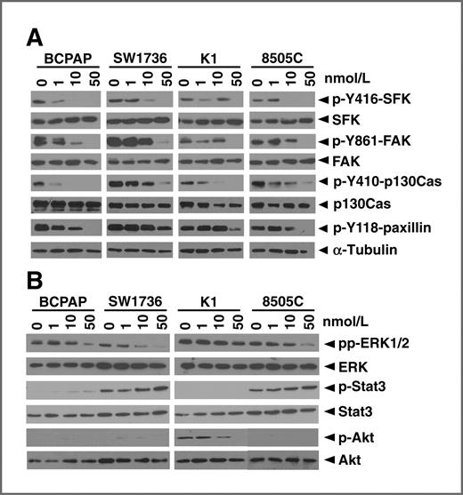 Figure 2. Effects of Src inhibition with dasatinib on cell signaling. Cells were treated with the indicated doses of dasatinib or vehicle for 24 hours. Cells were lysed in CHAPS buffer and equal protein (30 μg) was analyzed by Western blotting on 8% SDS-PAGE gels with the indicated antibodies. Blots shown are representative of at least 3 separate experiments.