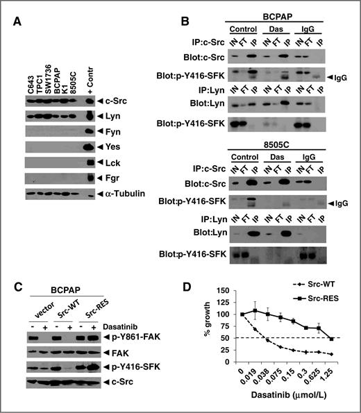 Figure 3. Src family kinase expression in thyroid cancer cells and effects of a Src gatekeeper mutant. A, expression of the indicated SFKs was measured by Western blot analysis in thyroid cancer cells (30 μg extract each), as described in Fig. 2. The following positive control extracts (10 μg each) were loaded for the indicated antibody: Jurkat (c-Src, Fyn, Lck), Raji (Lyn, Fgr), and U87 MG (Yes). α-Tubulin was used as a loading control. B, cells were treated with or without dasatinib (Das, 50 nmol/L) for 4 hours and cell extracts (500 μg) were immunoprecipitated (IP) with anti-c-Src, anti-Lyn, or rabbit IgG. Immunoprecipitates were analyzed by Western blot analysis with the indicated antibodies. The p-Y416-SFK antibody cross-reacts with the activation site of c-Src (Y416) and Lyn (Y397). Results shown are representative blots of at least 3 experiments. C, BCPAP cells were transduced with retroviruses expressing wild-type Src (Src-WT), the T338I gatekeeper mutant Src (Src-RES), or empty vector (pBABE-hygro), and selected with hygromycin for 7 days before experimental manipulation. Cells were treated with dasatinib (50 nmol/L) or vehicle (DMSO) for 24 hours and cell extracts (30 μg) were analyzed by Western blot analysis with the indicated antibodies. D, BCPAP cells expressing Src-WT or Src-RES were plated in 96 wells. The following day, cells were treated with the indicated concentrations of dasatinib or vehicle (DMSO) for 3 days and growth was measured using the SRB assay as described earlier. The growth of the vehicle-treated cells was set to 100% (not shown). Results shown are the mean percent inhibition compared with vehicle-treated cells, ±SD from 3 experiments carried out in triplicate. Inhibition of growth by 50% is represented by the dashed line.