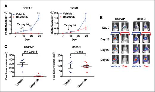 Figure 4. Inhibition of thyroid cancer growth by dasatinib in an orthotopic mouse model. A, BCPAP-luc PTC or 8505C-luc ATC cells (5 × 105) were injected into the right thyroid gland of nude mice and tumor establishment and growth were monitored by IVIS imaging. Dosing by daily oral gavage with dasatinib (50 mg/kg) or vehicle was started on day 10 and continued for the duration of the experiment. Data are expressed as the mean ± SEM area flux (photons/s) of the neck region at the indicated time points (*, P = 0.01; **, P = 0.0003). B, representative bioluminescence images are shown for each time point. The arrows indicate vehicle (blue) or dasatinib (red) treatment, which started at day 10. C, final tumor volume (mm3) on day 29 is shown. Data points represent tumor volumes of individual animals, and horizontal bars represent the mean tumor volume ± SEM (n = 7–8 animals per group for the BCPAP cells and 7–10 animals per group for the 8505C cells). BCPAP mean vehicle tumor volume = 289 mm3; BCPAP mean dasatinib tumor volume = 11 mm3. 8505C mean vehicle tumor volume = 98 mm3; 8505C mean dasatinib tumor volume = 94 mm3. Statistical analysis was conducted using the Student t test.
