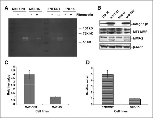 Figure 4. Fibronectin stimulates MMP-2 activity only in control HNSCC cell lines, and not in their integrin β1 knockdown counterparts. A, MMP-2 activity in both M4E and PCI-37B cells was increased after fibronectin treatment (20 μg/mL), however the induction effect of fibronectin was eliminated in integrin β1 knockdown cells. As shown by the zymography assay, only the active form of MMP-2 (62-66KD) was reduced. MMP-2 activity was not observed in nonfibronectin treated cells. No MMP-9 band was found in this test. The density of activated MMP-2 bands in M4E and PCI-37B control cells was 3.97 ± 0.55 (C) and 5.03 ± 0.60 (D) times higher than that in the integrin β1 knockdown cells, respectively. This figure represents 1 of 3 experiments. B, Western blot analysis showed that no change of MT1-MMP was observed in integrin β1 knockdown cells (M4E-15 and 37B-15) comparing with wild-type control cells. However, active MMP-2 was reduced in integrin β1 knocked down cells.