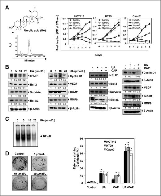 Figure 1. Ursolic acid inhibits the growth and proliferation of CRC and enhances the apoptotic effects of capecitabine. A, chemical structure and HPLC profile of ursolic acid (left). HCT116, HT29, and Caco2 cells were pretreated with the indicated concentrations of ursolic acid for 1, 2, 3, 4, and 5 days. Cell viability was then analyzed by the MTT method as described under Materials and Methods (right). B, HCT116 cells were pretreated with indicated concentration of ursolic acid for 24 hours. Whole-cell extracts were prepared and subjected to Western blotting (left). HCT116 cells were pretreated with 20 μmol/L of ursolic acid for 8 hours and then exposed to capecitabine (20 μmol/L) for 24 hours. Whole-cell extracts were prepared and subjected to Western blotting (right). C, HCT116 cells were treated with the indicated concentrations of ursolic acid for 8 hours, and then nuclear extracts were prepared and assayed for NF-κB activation by EMSA. D, HCT116 cells were treated with indicated concentration of ursolic acid for 12 hours. The cells were then reseeded in 6-well plates and allowed to form colonies for 14 days, after which they were stained with crystal violet, as described in Materials and Methods (left). HCT116, HT29, and Caco2 cells were pretreated with 20 μmol/L of ursolic acid for 8 hours. The media were removed, and the cells were then exposed to capecitabine for 24 hours. Cell viability was then analyzed by the Live/Dead assay (right). *, significant [Bonferroni Adj (for 3 comparisons) P < 0.05] over vehicle control within each cell line.