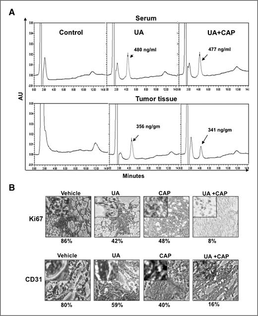 Figure 4. A, ursolic acid is bioavailable in the serum of nude mice and in CRC tumors. Animals were fed with ursolic acid 4 hours before being sacrificed. Mice were anesthetized and blood was collected by cardiac puncture, and then the mice were sacrificed humanely. HPLC analysis was conducted to determine ursolic acid bioavailability in the serum and CRC tumors. B, immunohistochemical analysis of the proliferation marker Ki-67 and CD31 microvessel density in tumor tissue. Percentages indicate positive staining for the given biomarker.