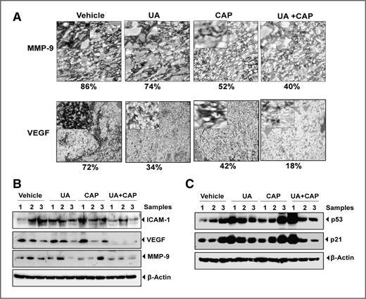 Figure 6. A, ursolic acid enhances the effect of capecitabine against the expression of MMP-9, and VEGF in CRC samples analyzed by immunohistochemistry. Samples from 3 animals in each group were analyzed, and representative data are shown. Percentages indicate positive staining for the given biomarker. B, Western blot analysis of proteins involved in invasion, angiogenesis, and metastasis (ICAM-1, VEGF and MMP-9). C, ursolic acid induced the expression of tumor suppressor p53 and p21. Tissue extracts were subjected to Western blotting using respective antibodies. Samples from 3 animals in each group were analyzed, and representative data are shown.
