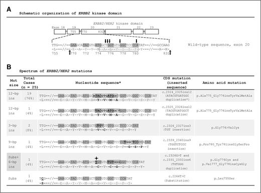 Figure 1. A, schematic organization of ERBB2 kinase domain and detailed structure of the proximal region of Exon 20. Open black arrows flank the beginning and the end of exon 20. Solid black arrows mark the specific locations of the identified mutations. Mutation hotspot is demarcated by the box. B, spectrum of mutations: detailed description of all mutations identified. Insertion sequences are demarcated by the box; black cross marks the point mutations. In a forward sequence, this is indistinguishable from c. 2322_2323ins12 (GCATACGTGATG duplication), M774_A775insAYVM, due to the GC sequence at both ends of the insertion.