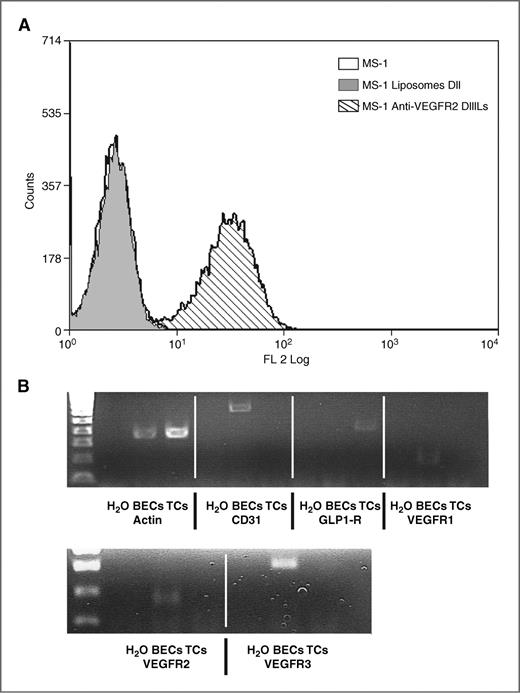 Figure 1. A, uptake of VEGFR2-targeted ILs in MS-1 cells. The uptake of anti-VEGFR2–ILs was evaluated in VEGFR2-expressing MS-1 endothelial cells by flow cytometry. Cells were incubated with DiIC18(3)-DS-labeled ILs containing DC101-Fab' or with control liposomes prepared identically as ILs, except for omission of the mAb fragment. A shift of one log was detected for anti-VEGFR2–ILs in target cells compared with nontargeted liposomes. Open histogram: MS-1 cells only without treatment; filled histogram: control untargeted DiIC18(3)-DS-labeled liposomes; dashed histogram: anti-VEGFR2-ILs-DiI. B, PCR conducted on a single-cell suspension of pancreatic tumors of 12-week-old Rip1Tag2 mice. GLP-1R+ β-tumor cells and tumor-derived CD31+ blood endothelial cells were sorted by FACS and analysed for the expression of VEGFR1, VEGFR2, and VEGFR3. VEGFR2 is expressed by endothelial, but not by tumor cells.