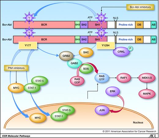 Molecular Pathways: BCR-ABL | Clinical Cancer Research | American ...