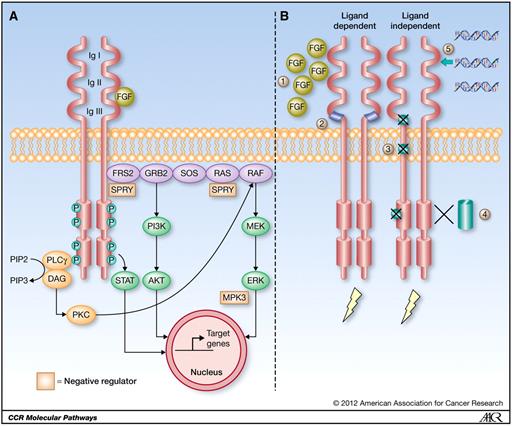 Figure 1. FGFR structure, signaling, and dysregulation in cancer. A, basic structure of an FGFR and downstream signaling. FGFRs are single-pass transmembrane receptor tyrosine kinases with an extracellular domain that comprises 3 IG-like domains (IgI–III) and an intracellular split tyrosine kinase domain. A complex is formed among the FGF ligand, heparan sulfate, and FGFR to cause receptor dimerization and transphosphorylation at several tyrosine residues in the intracellular portion of the FGFR. Subsequent downstream signaling occurs through 2 main pathways: via the intracellular receptor substrates FRS2 and PLCγ, leading ultimately to upregulation of the Ras-dependent MAPK and Ras-independent PI3K–Akt signaling pathways. Other pathways can also be activated by FGFRs, including STAT-dependent signaling. Negative regulation of the FGFR signaling pathway is mediated via FGF-regulated inhibitory factors such as SPRY and MKP3. B, FGFR dysregulation in cancer. Ligand activation of FGFRs can be dysregulated when a cell overproduces FGF ligand (1) that activates a corresponding FGFR, or when a cell produces splice-variant FGFRs (2) that have altered specificity to endogenous FGF ligands. Ligand-independent dysregulation of FGFRs can occur when an FGFR becomes mutated (3), leading to receptor dimerization or constitutive activation of the kinase, or when a gene translocation occurs (4), whereby the FGFR fuses with a transcription factor or promoter region resulting in overexpression or activation of the FGFR. A third mechanism is when a gene amplification for the receptor occurs (5), resulting in grossly exaggerated expression of the receptor. Other mechanisms of FGFR dysregulation include germline SNPs, which are associated with increased cancer risk or a poor prognosis, and impairment of the normal negative feedback mechanisms, such as reduced expression of the negative regulator SPRY.