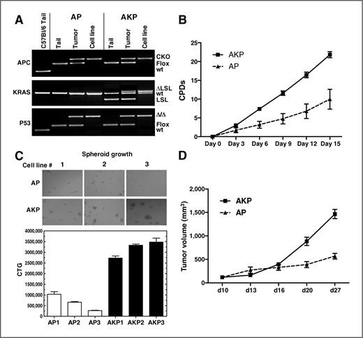 Figure 3. Generation of colon epithelial tumor cell lines from AP and AKP GEMM models and characterization of growth kinetics. A, deletion of APC, Kras, and p53 in cell lines from AP and AKP. PCR genotyping confirms that tail contains nonrecombined Apc (flox = 430 bp), Kras (LSL = 500 bp), and p53 (flox = 370 bp) alleles, and cell lines only recombined Apc (CKO = 500 bp), Kras (ΔLSL = 700 bp), and p53 (Δ = 612 bp) alleles. Tumor samples at the time of dissection contain epithelial cells and other cell types, consequently, the floxed Apc, Kras, and p53 alleles are present as well as the Cre-recombined alleles. B, cumulative population doublings in AP and AKP cell lines. AKP lines display a greater rate of doubling compared with AP lines. C, spheroid growth assay in AP and AKP cell lines on low adhesion nanoculture plates. AKP lines form larger spheroids and enhanced viability over time as evidenced by Cell Titer Glo (CTG). D, in vivo tumor growth in AP and AKP cell lines. Cell lines were transplanted into nude mice subcutaneously and tumor volume was measured over time. AKP lines display an increased rate of in vivo growth compared with AP lines.