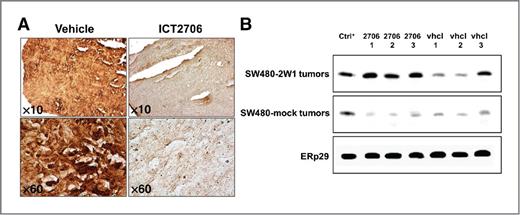 Figure 4. Expression of CYP2W1 and treatment-induced DNA damage in xenograft samples. Upon termination of xenograft experiment, SW480-2W1 tumors treated with ICT2706 or vehicle were analyzed by immunohistochemistry (A) using CYP2W1 antibodies. Immunohistochemical images are shown in magnification × 10 and × 60. B, resected SW480-2W1 and SW480-mock tumors treated with ICT2706 or vehicle were analyzed for the presence of γH2A.X, reflecting the levels of DNA damage in the tumor tissue. Representative samples are shown (SW480-2W1 and SW480-mock tumors treated with ICT2706, 2706 1-3; and vehicle, vhcl 1-3). SW480 cells incubated with doxorubicin (2 μmol/L) for 24 hours were used as a positive control (Ctrl+). Loading control was accomplished by the immunodetection of ERp29.
