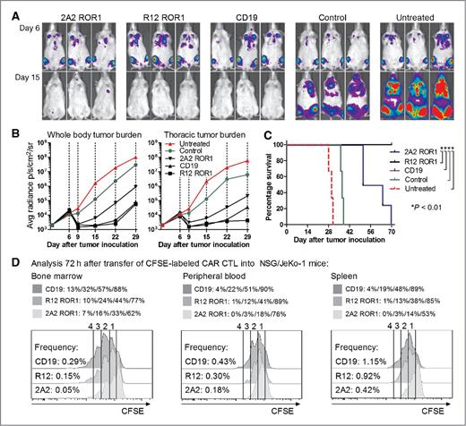 Figure 4. In vivo antitumor efficacy of 2A2 ROR1, R12 ROR1, and CD19-CAR T cells. Cohorts of mice were inoculated with 0.5 × 106 JeKo-1/ffluc MCL via tail vein injection, and 5 × 106 2A2 ROR1, R12 ROR1, or CD19-CAR T cells, or T cells expressing a tEGFR control vector were administered 7 days after tumor inoculation. All CAR constructs had the short IgG4 “Hinge-only” spacer and a 4-1BB costimulatory domain. A and B, serial bioluminescence imaging of tumor in cohorts of mice treated with T cells expressing the 2A2 ROR1-CAR, the high-affinity R12 ROR1-CAR, a CD19-specific CAR, with T cells transduced with tEGFR alone, and untreated mice. Bioluminescence imaging showed tumor manifestations in the bone marrow and thorax, and thus signal intensity was measured in regions of interest that encompassed the entire body and thorax of each individual mouse. C, Kaplan–Meier analysis of survival in individual treatment and control groups. Statistical analyses were conducted using the log-rank test. The data shown in A to C are representative of results obtained in 2 independent experiments. D, proliferation of 2A2 ROR1, R12 ROR1, and CD19-CAR T cells in vivo. Tumor-bearing NSG/JeKo-1 mice received a single dose of 5 × 106 CFSE-labeled 2A2 ROR1, R12 ROR1, or CD19-CAR T cells on day 7 after tumor inoculation, and 72 hours later peripheral blood, bone marrow, and spleen were collected from each individual mouse. The frequency and proliferation of live (PI−), CD45+ CD8+ tEGFR+ T cells was analyzed. The frequency of 2A2 ROR1, R12 ROR1, and CD19-CAR T cells, respectively, is provided on the left of each histogram as percentage of live cells, and the fraction of T cells that underwent ≥4/3/2/1 cell divisions is provided above each plot.
