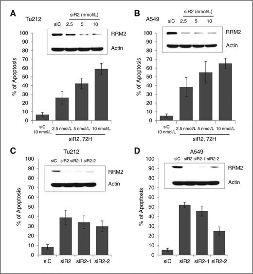 Figure 1. Knockdown of RRM2 induced apoptosis. Apoptosis was measured by Annexin V-PE and 7-AAD staining in (A) Tu212 and (B) A459 cell lines 72 hours after siRNA transfection (error bars, mean ± SD from three independent experiments). Cell lysates were analyzed by Western blotting with the indicated antibodies after transfection (inset). Tu212 (C) and A549 (D) cells were transfected with siC or different siRNAs against RRM2, siR2, siR2-1, and siR2-2. After 72 hours, apoptosis was measured by Annexin V-PE and 7-AAD staining. Cell lysates were analyzed by Western blotting with the indicated antibodies after transfection (inset).