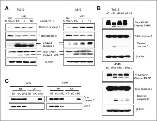 Figure 2. Knockdown of RRM2 induces apoptosis via the mitochondria-mediated intrinsic pathway. A, Tu212 (left) and A549 (right) cells were transfected with siC or siR2. After 72 hours, cell lysates were analyzed by Western blotting with the indicated antibodies. A single set of blots is pictured from three independent experiments. B, Tu212 (top) and A549 (bottom) cells were transfected with siC or different siRNAs against RRM2, siR2, siR2-1, and siR2-2. After 72 hours, cell lysates were analyzed by Western blotting with the indicated antibodies. A single set of blots is pictured from three independent experiments. C, mitochondrial fraction (MF) and cytosolic fraction (CF) of Tu212 and A549 cells were isolated 72 hours after transfection with 5 nmol/L siR2, 5 nmol/L siC, or no treatment (NT). Western blotting was conducted to detect Cytochrome C and Cox-4.