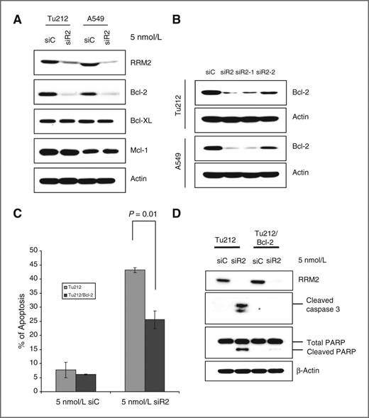 Figure 3. Apoptosis induction by knockdown of RRM2 is Bcl-2 dependent. A, cell lysates of Tu212 and A549 were collected 72 hours after transfection with 5 nmol/L siC or siR2. Western blotting was conducted to detect antiapoptotic Bcl-2 family proteins. B, cell lysates of Tu212 and A549 were collected 72 hours after transfection with 5 nmol/L siC or different siRNAs against RRM2, siR2, siR2-1, and siR2-2. Western blotting was conducted to detect Bcl-2 protein. C, apoptosis analysis (error bars, mean ± SD from three independent experiments). D, Western blotting was conducted with specific antibodies 72 hours after transfection with 5 nmol/L siC or siR2 in Tu212 and Bcl-2 overexpressing Tu212 (Tu212/Bcl-2) cell lines.