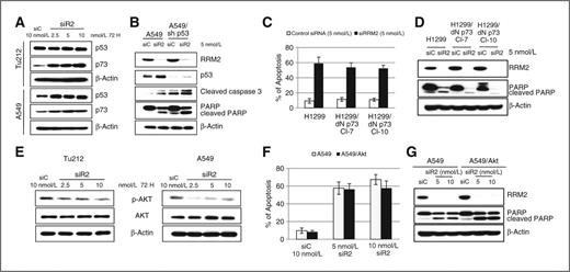 Figure 4. Apoptosis induction by knockdown of RRM2 is p53, p73, and Akt independent. A, Western blotting for p53 and p73 expression in Tu212 and A549 cells 72 hours after transfection with siC or siR2. B, Western blotting for the indicated proteins in A549 and p53-knockdown A549 (A549/sh p53) cell lines after transfection with 5 nmol/L siC or siR2. A representative blot of three independent experiments is presented. C, apoptosis analysis (error bars, mean ± SD from three independent experiments). D, Western blot analysis 72 hours after transfection with 5 nmol/L of siC or siR2 in H1299 and two clones of dominant-negative p73-expressing H1299 (H1299/dN p73 Cl-7, and Cl-10) cell lines. E, Western blotting for p-Akt and Akt in Tu212 and A549 cells 72 hours after transfection with siC or different concentrations of siR2. F, apoptosis analysis. G, Western blot of whole-cell lysates from A549 and Akt-overexpressing A549 (A549/Akt) cell lines 72 hours after siRNA transfection.
