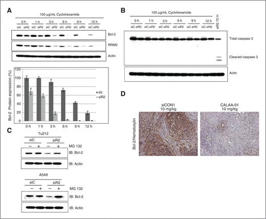 Figure 6. Depletion of RRM2 reduces Bcl-2 protein expression and regulates protein stability. A and B, Tu212 cells were transfected with 5 nmol/L siC or siR2, reseeded after 24 hours into 60-mm dishes, and 24 hours later treated with cyclohexamide (100 μg/mL) for 0, 1, 3, 6, 9, and 12 hours. Cell lysates were collected at indicated time points, and Western blotting was conducted with specific antibodies. C, Tu212 and A549 cells were transfected with 5 nmol/L siC or siR2 and 24 hours later treated with 10 μmol/L MG132 for 2 hours before analyzing cell lysates by Western blotting. D, Bcl-2 expression was detected in xenograft tumor tissue by IHC analysis. The animal study was conducted previously by treating with 4 doses of siCON1 (control nanoparticle) or CALAA-01 (RRM2 siRNA-nanoparticle). Representative images shown from siCON1 and CALAA-01 10 mg/kg groups (brown stain for Bcl-2 and nuclei were counterstained by hematoxylin, blue; magnification ×200). IB, immunoblot.
