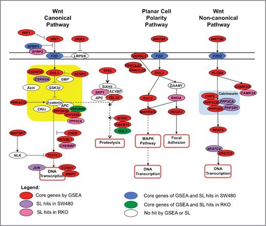 Figure 1. Canonical (A) and noncanonical (B) Wnt signaling pathway represented by KEGG analysis. Red ovals represent core genes in the Wnt pathway with increased expression in colorectal cancer cells resistant to selumetinib. Purple and pink ovals represent synthetically lethal genes for SW480 and RKO colorectal cancer cell lines, respectively. Blue and green ovals represent top-scoring genes in both GSEA and SLS analyses for SW480 and RKO, respectively.