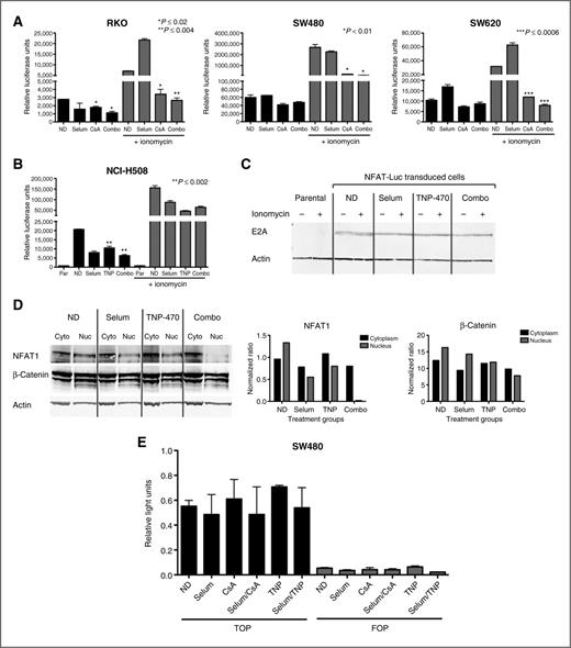 Figure 3. Treatment of colorectal cancer cells with CsA and TNP-470 results in inhibition of the noncanonical Wnt pathway. A, CsA inhibits activity of the noncanonical Wnt-associated NFAT promoter in SW480, RKO, and SW620 colorectal cancer cell lines. Bar graphs represent average relative luciferase light units ± SD in each respective cell line (n = 3). B, left: effects of TNP-470 on NFAT promoter activity in NCI-H508 cells treated with single agents selumetinib (0.3 μmol/mL), TNP-470 (5 μmol/mL) and in combination, alone or in the presence of ionomycin (1 μg/mL) for 24 hours. Bar graphs represent average relative luciferase light units ± SD (n = 3). Par = parental nontransfected control. Right: immunoblot analysis of early adenoviral E2A protein as a readout of transduction efficiency. C, immunoblot analysis of NFAT1 protein levels in the cytoplasm and nucleus in response to TNP-470 in NCI-H508 cells. C, cytoplasmic fraction; N, nuclear fraction. D, treatment with selumetinib, CsA, or TNP-470 has no effect on the Wnt β-catenin–dependent TOPflash (TOP) promoter construct. The FOPflash (FOP) promoter contains a mutation in the β-catenin binding element as a control for specificity.