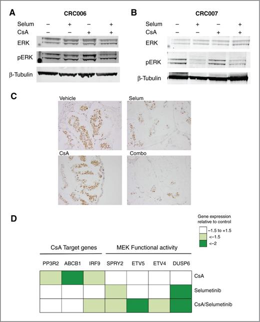 Figure 6. Pharmacodynamics of selumetinib and CsA on PDTX models at EOS. Inhibition of pERK levels in tumors from CRC006 (A) and CRC007 (B) as measured by immunoblot. C, inhibition of cell proliferation as measured by immunohistochemical staining of Ki-67 in CRC006 PDTX models treated with the indicated agents. D, heatmap depicting relative expression levels of CsA and MEK target genes.
