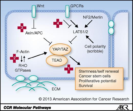 Figure 1. YAP and TAZ transcriptional coactivators lie at the core of a complex regulatory network that offers multiple potential therapeutic targets (exemplified by red crosses). YAP/TAZ cooperate in the nucleus with TEAD transcription factors to regulate gene transcription and promote malignant cell behaviors. Small molecules precluding TEAD interaction dampen YAP/TAZ activities (1). F-actin and small RHO GTPases, in response to cell–substrate adhesion (green dots) and to mechanical cues imposed by the ECM, are key inputs to sustain YAP/TAZ activity. Inhibitors of RHO and of the machinery that maintains tension of the F-actin cytoskeleton (such as ROCK or MLCK, not shown here) may serve to inactivate YAP/TAZ (2). WNT signaling inactivates the destruction complex containing the APC (adenomatous polyposis coli) and Axin proteins, thereby rescuing TAZ from degradation. Tankyrase inhibitors may reactivate Axin function and inhibit YAP/TAZ activity in cancers with Wnt activation or APC mutation (3). Apico-basal cell polarity (through Scribble) and NF2/Merlin regulate the activity of the LATS1/2 kinases, which phosphorylate and inhibit YAP/TAZ. GPCRs, by regulating LATS1/2 kinases and/or RHO GTPases, can either activate or repress YAP/TAZ activity. GPCR regulators might be used to dampen YAP/TAZ function (4).