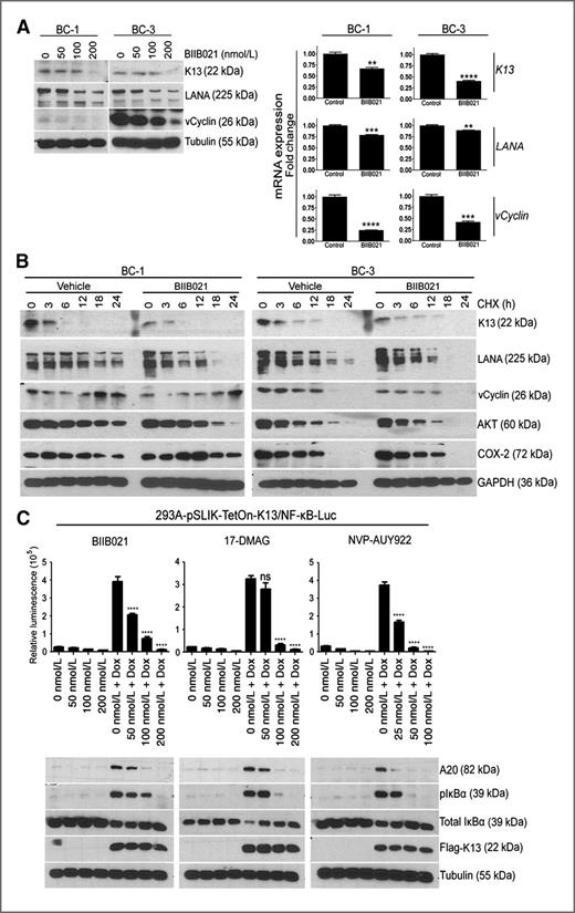 Figure 4. BIIB021 downregulates vFLIP K13 expression and blocks K13-induced NF-κB activation. A, left, Western blot analyses showing a reduction in K13, LANA, and vCyclin protein levels in BC-1 and BC-3 cells treated for 48 hours with the indicated concentrations of BIIB021. Right, qRT-PCR analysis showing a decline in K13, LANA, and vCyclin mRNA expression in BC-1 and BC-3 cells following treatment with 200 nmol/L BIIB021 for 24 hours. Real-time PCR reactions were carried out in triplicate and the data are presented as fold change in target gene expression (mean ± SEM) from a representative of 2 independent experiments. Statistically significant differences are shown by asterisks (**) at a level of p≤0.01, (***) at a level of p≤0.001 and (****) at level of p≤ 0.0001. B, effect of BIIB021 on the protein stability. BC-1 and BC-3 cells were treated with vehicle or BIIB021 in the presence of 5 μg/mL cycloheximide (CHX) for 0, 3, 6, 12, 18, and 24 hours, respectively. Whole-cell lysates were immunoblotted for indicated proteins. Semiquantitative analysis of the immunoblots is presented in Supplementary Fig. S1. C, top, luciferase-based reporter assay showing inhibition of K13-induced NF-κB transcriptional activity by HSP90 inhibitors. 293-pSLIK-TO-K13/NF-κB-Luc cells were treated with increasing concentrations of BIIB021, 17-DMAG, and NVP-AUY922 for 2 hours before induction of K13 expression by addition of doxycycline (DOX, 500 ng/mL). After 15 hours, cell lysates were prepared to measure the NF-κB luciferase activity. The values (mean ± SEM) shown are from a representative of 3 independent experiments carried out in triplicate. Statistically significant differences are shown by asterisks (****) at level of p≤ 0.0001. ns, not significant. Bottom, Western blot analysis from the cell lysates confirmed that inhibition of NF-κB activity by BIIB021 is accompanied by inhibition of IκBα phosphorylation and downregulation of NF-κB target gene (i.e., A20) expression but is not due to a block in K13 expression.