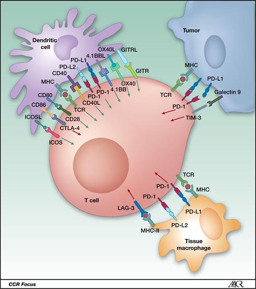 Figure 1. Costimulatory and coinhibitory ligand–receptor interactions between a T cell and a dendritic cell, a tumor cell, and a macrophage, respectively, in the tumor microenvironment. Figure adapted from Sharma (88) and Melero et al. (89).