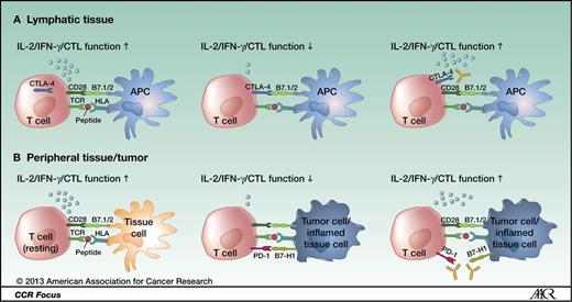 Figure 2. CTLA-4 and PD-1 modulate different aspects of the T-cell response: A, CTLA-4 is upregulated after antigen-specific activation of a naïve or memory T cell in lymphatic tissue, leading to decreased effector function (early activation phase). B, PD-1 is mainly expressed on antigen-experienced memory T cells in peripheral tissues cells. The immune modulation mediated by this pathway ensures protection of tissue from collateral damage during an inflammatory response. Tumor cells use this regulatory mechanism to evade a tumor-directed T-cell response by upregulating the PD-1 ligands B7-H1 and B7-DC.