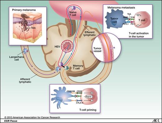 Figure 3. The figure shows a primary melanoma and tumor-associated antigens (TAA) that are taken up by an APC (a Langerhans cell; left). APCs then migrate via afferent lymphatics to the sentinel skin-draining lymph node, where they present TAA to naïve T cells. These naïve T cells continuously screen the lymphoid organs, extravasating through HEV until their corresponding peptide is presented to them in the context of the MHC. When a TAA is presented in the T-cell–dependent area of a lymph node to its specific naïve T cell (center), the latter requires signal 1 (antigen presentation to the TCR) and 2 (costimulation) for full activation. It will then proliferate and acquire “antigen memory” and a distinct and different set of adhesion molecules that will allow it to navigate outside of the blood vessels and the lymphoid organs, to the peripheral tissues and organs, like the melanoma metastases where it will be able to be reactivated upon re-presentation of the same TAA. However, in the lymph node, T-cell activation is interrupted when signal 3, mediated through interaction between CTLA-4 and CD80/86, takes over CD28 and CD80/86 interaction. This occurs 24 to 48 hours after the initiation of T-cell priming. When the memory T cell is recruited to the melanoma metastasis (right) and activated upon TAA re-presentation, the effector activation is decreased when PD1 is engaged with its ligand PDL-1 that can be expressed on the tumor cell constitutively or in the context of inflammation. The figure is adapted from the C. Robert and C. Verjat figure collection, Institute Gustave Roussy (Villejuif-Paris Sud, Paris, France).