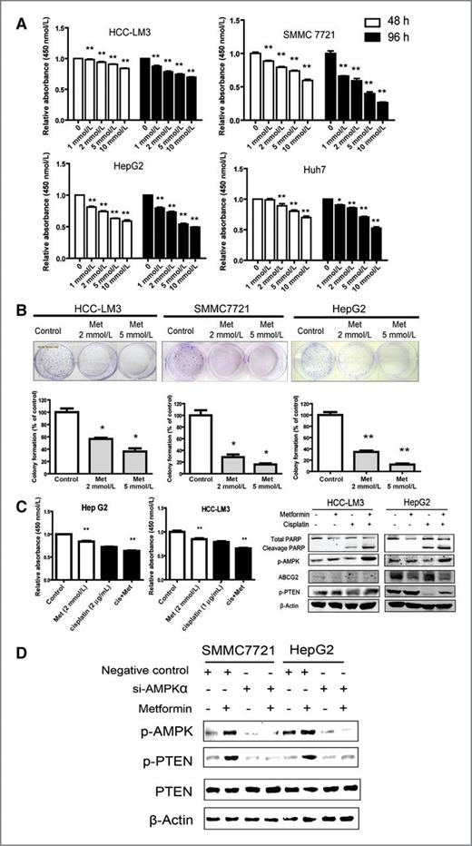 Figure 2. Therapeutic metformin/AMPK activation inhibits HCC cells growth and sensitizes HCC cells toward chemotherapy. A, metformin inhibits human HCC cells growth. The results are expressed as the percentage of viable cells over cells in control group. B, metformin decreases clone formation ability of HCC cells. Treatments were conducted in triplicate; representative wells are shown. (*, P < 0.05; **, P < 0.01). C, therapeutic metformin/AMPK activation augmented cisplatin-induced growth inhibition in HCC cells. Left, HepG2 and HCC-LM3 cells were treated with cisplatin, metformin, or their combination for 48 hours. Cell viability was generated by CCK-8 assay. The results are expressed as mean ± SD values from three independent experiments (**, P < 0.01). Right, expression of PARP, p-AMPK, p-PTEN, and Abcg2 was determined via Western blot analysis after treatment with cisplatin, metformin, or their combination for 48 hours. Representative results from three experiments were shown. D, knockdown of AMPKα1/2 abolished the metformin-induced increase in PTEN expression.