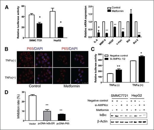 Figure 3. Therapeutic metformin/AMPK activation inhibited NF-κB and IL-6/STAT3 signaling activity. A, metformin treatment repressed NF-κB reporter gene activity and expression of NF-κB–regulated gene transcription. Left, SMMC7721 or HepG2 cells with or without metformin treatment were transfected with reporter gene. Right, metformin treatment repressed NF-κB–regulated gene transcription. Data represent the mean ± SD of three independent experiments (*, P < 0.05; **, P < 0.01). B, effect of metformin on TNFα-stimulated nuclear translocation of the P65. Cells were fixed, stained, and analyzed using confocal microscopy. Scale bar = 50 μm. C, metformin inhibits NF-κB signaling activity via activation of AMPK. HepG2 cells were transfected with the AMPKα1/2 siRNA or control siRNA, and then incubated with metformin. NF-κB signaling activity was assayed by luciferase assay (top) and IκBα expression was determined by Western blot analysis (bottom). Representative results from three experiments were shown. *, P < 0.05; **, P < 0.01. D, ectopic expression of IκBα superrepressor (IκBαSR) or P65 rescues metformin mediated growth inhibition in SMMC7721 cells. The growth inhibition rate was detected by CCK-8. The results are expressed as mean ± SD values from three independent experiments (**, P < 0.01).