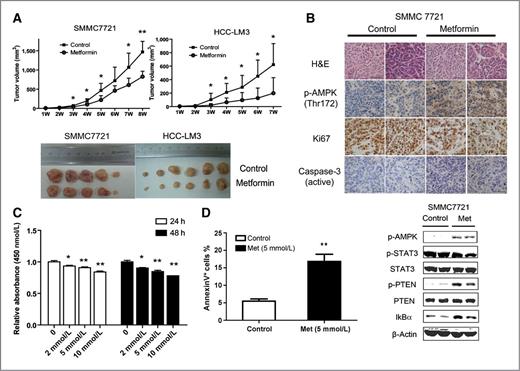Figure 4. Therapeutic metformin/AMPK activation inhibits HCC cells growth in vivo and primary HCC cells in vitro. A and B, SMMC7721 or HCC-LM3 cells were injected subcutaneously in the right flank of male nude mice. A, tumor growth curve after administration of vehicle (squares) or metfomin (circles). Results represent the mean ± SD of 8 mice in each group. Representative images of the dissected tumors after treatment are shown. *, P < 0.05; **, P < 0.01. B, Hematoxylin and eosin (H&E) and immunostaining of p-AMPK, Ki67, and active caspase-3 expression in tumor tissues were shown (top). Western blot analyses of representative tumors for each group are shown (bottom). C and D, freshly isolated HCC cells were treated with various concentrations of metformin for 24 or 48 hours. C, a cell viability assay (CCK-8) was conducted. The results are expressed as the percentage of viable cells over cells in control group. D, metformin induces apoptosis in primary HCC cells. Primary HCC cells were exposed to metformin (5 mmol/L) for 48 hours and then labeled with Annexin V. The results are expressed as mean ± SD values from three independent experiments. *, P < 0.05; **, P < 0.01.