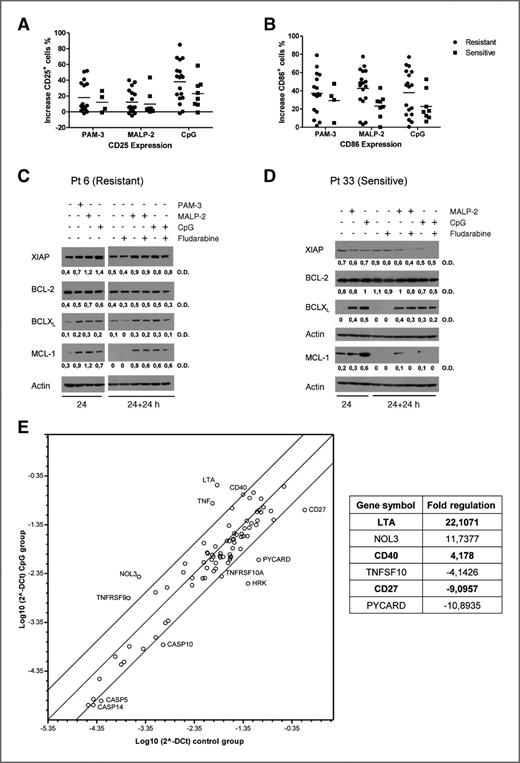 Figure 4. TLRs upregulate several activation molecules and antiapoptotic molecules in CLL cells. A and B, TLR-induced activation in CLL cells upon 24 hours of stimulation was analyzed by flow cytometric analysis of CD25+- and CD86+-positive cells (A and B, respectively). Mann–Whitney test was conducted to compare “resistant” and “sensitive group”; no significant difference was observed. C and D, Western blot analysis of XIAP, Bcl-2, Bcl-xL, and Mcl-1 shows an increase of Bcl-xL and Mcl-1 in samples treated with TLR ligands (2 representative experiments are shown). C, “resistant”; D, “sensitive.” β-Actin was used as internal control. Relative OD of each band is indicated at the bottom of the panel; the ratio of the OD of protein of interest and the OD of β-actin was calculated for each sample. E, real-time PCR array was conducted to evaluate the mRNA expression levels of 84 genes regulating apoptosis (see Supplementary Table S1 for the complete list of genes) in purified CLL cells (%CD19+ > 98%). Scatter plot shows data expressed as log10 2^{- \Delta C_{\rm t}} of control group versus CpG-treated group and reveals modulation of several genes (fold regulation >4 or <4) between untreated and CpG-treated samples (n = 4, patient 1, 2, 10, 11). In the table, only genes that were significantly up- or downregulated are reported (t test); after multiple comparisons correction, only 3 genes remained significantly up- or downregulated (shown in bold).
