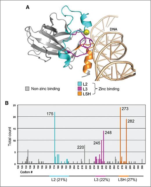 Figure 1. A, structure of the p53 DNA-binding domain. The ZB regions are cyan for L2, magenta for L3, and orange for LSH; non-NZBs are gray; the zinc atom (Zn) is yellow. Image was rendered using PyMOL 1.4.1 software and p53 crystal structure PDB ID: 1TSR. B, missense mutations in the DNA-binding domain. Codons encompassing ZB mutations are denoted by colored horizontal bars spanning L2 (codons 163–195), L3 (codons 236–251), and LSH (codons 273–286); NZB mutations are denoted by gray bars. Codon numbers are provided for hotspots.