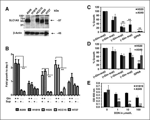 Figure 3. Glutamine is required for growth of lung cancer cells in vitro. To test whether SLC1A5 expression is correlated with Gln-dependent growth of lung cancer cells in vitro, 5 lung cancer cell lines that vary in their expression level of SLC1A5 protein (A) were grown in culture media that are supplemented with EGF, insulin, selenium and transferein, and 2 mmol/L of Gln (+Gln+Sup), or Gln but no supplements (+Gln−Sup), or no Gln but with supplements (−Gln+Supp) or not supplemented with neither Gln not supplements. B, the fold change in cell growth was analyzed at day 3 by Cell-Titer 96-Aqueous Colorimetric Assay as a change of optical density (OD) at 490 nm signal from day 0. Sensitivity of growth inhibition to Gln deprivation was significant in cell lines that overexpress SLC1A5, A549, H520, and HCC15, but not in cell lines that have low or undetectable level of the protein H1819 and H727. C, the effect of Gln deprivation on cell viability in SLC1A5-expressing cell lines A549 and H520 were measured by Trypan blue Exclusion Dye method after 48 hours of culturing in media that either supplemented or deprived of Gln. D, the antigrowth effect of Gln deprivation was measured by calculating the net increase or decrease of cellular growth after 48 hours of culturing under media that was either supplemented or deprived of Gln or fully supplemented media + 1 mmol/L of GPNA using the following equation: (Ti-Tz)/(C-Tz) × 100. Where Ti is the cell number after 48 hours of treatment of growth stimuli or inhibitors (i = inhibition), Tz is the cell number at time zero, and C is the cell number of the control cells that were cultured in optimum growth conditions (+Gln +Sup). E, dose–response decline in cell growth after treatment of A549 and H1819 with increasing concentrations of DON for 48 hours. Statistical significance was assessed by Student t test and was denoted as *, P ≤ 0.05; **, P ≤ 0.005 from 3 independent assays.