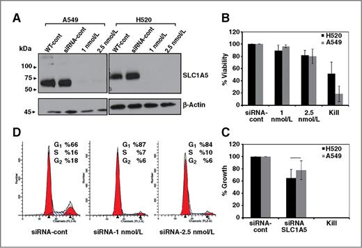 Figure 5. Genetic targeting of SLC1A5 affects cell growth and viability. A, Western blot analysis verification of the downregulation of SLC1A5 protein in A549 and H520 cells transfected with scramble siRNA at 25 nmol/L or anti-SLC1A5 with indicated concentrations. After siRNA, 72 hours of transfection, cell viability (B), and cell growth compared with day 0 (C) were analyzed by direct cell count using Trypan Blue dye exclusion method. D, cell-cycle analysis was conducted in A549 cells after 72 hours of transfection with the indicated siRNA concentrations. The data are shown as mean ± SD and represent 3 independent experiments.