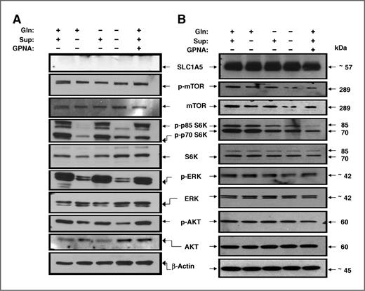 Figure 6. SLC1A5-mediated Gln uptake activates mTOR signaling. mTOR, AKT, and ERK signaling activation was evaluated using Western blot analysis of the phosphorylation of p-mTOR signaling in H520 (SCC) and H1819 (ADC) cell lines in response to Gln deprivation or SLC1A5 blockade. Cells were deprived of growth factors and Gln (starved) for 24 hours and were treated with RPMI-1640 media that were supplemented EGF, insulin, selenium and transferein, and 2 mmol/L of Gln (+Gln+Sup), Gln but no supplements (+Gln−Sup), or no Gln but with supplements (−Gln+Supp), or not supplemented with neither Gln not supplements, or the full growth media + 5 mmol/L of GPNA (+Gln+Sup) for 60 minutes. A, Gln deprivation or GPNA treatment has no effect on mTOR or ERK signaling in H1819 cells (SLC1A5 null). B, in H520 (SLC1A5 overexpressed) the activation of mTOR signaling cascade was attenuated as evident by the levels of phosphorylated mTOR and the phosphorylation of its p70S6K and p85S6K p. Gln deprivation or GPNA treatment has no effect in either AKT or ERK signaling in H520 cells.