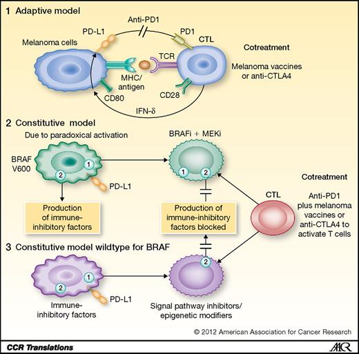 Figure 1. Immune responses by CTL against melanoma depend on interaction of T-cell receptors with melanoma antigens on MHC antigens on melanoma together with costimulation by ligand–receptor interactions, such as CD28 and CD80. In the adaptive model, IFN-γ from CTL upregulates a number factors in melanoma cells, which provide feedback resistance to immune attack. This includes indolamine 2,3-dioxygenase that depletes tryptophan but most importantly PD-L1, which interacts with PD1 on CTL to downregulate their activity. Blocking PD1 may be sufficient to induce partial responses, but responses may be further enhanced by additional immunotherapy. In the constitutive PD-L1 model, there is a paucity of TILs and PD-L1 is upregulated by the oncogenic process, which may also be responsible for inhibiting infiltration and activation of TILs against the melanoma. Blocking PD1 by itself maybe ineffective unless the oncogenic process is also inhibited. Inhibitors of BRAF and MEK may be sufficient for this but the effects of this combination on CTL need further analysis. In melanoma cells wild-type for BRAF further study is needed to identify agents that may block release of inhibitory factors against immune responses but not the activity of CTL. In both models additional forms of immunotherapy could be expected to improve responses. TCR, T-cell receptors.