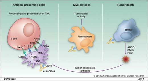 Figure 1. Potential mechanisms of action of agonistic CD40 mAb on various immune effectors. The primary consequence of CD40 mAb is to activate DC (often termed licensing; first panel) and potentially myeloid cells and B cells (not shown) and increase their ability to process and present tumor-associated antigens (TAA) to local cytotoxic T lymphocytes (CTL). Work from numerous model systems suggests that DC are the most potent in conducting this function and shows that only in tumors which are relatively immunogenic and hence have sufficient ongoing immune recognition will control be established with this treatment. Recent data from genetic tumor models now underscore the ability of agonistic CD40 mAb to generate tumoricidal myeloid cells (middle) when CTL responses cannot be established. Finally, agonistic CD40 mAb can have a cytotoxic effect on tumor by initiating ADCC, CMC, or programmed cell death (PCD; third panel; tumor). It is not clear to what extent anti-CD40 mAb can promote cell death in solid tumors, but hematologic malignancies are susceptible to killing. TAA released from dead and dying tumor cells [panel 3 (tumor)] have the potential to be cross-primed by APC and presented to CTL (panel 1) without the need for T-cell help.