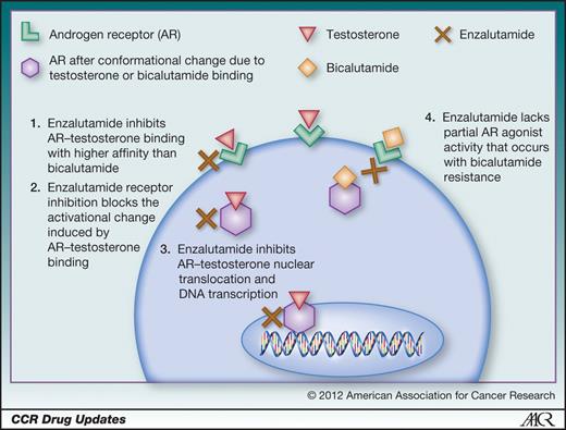 enzalutamide-a-novel-antiandrogen-for-patients-with-castrate-resistant