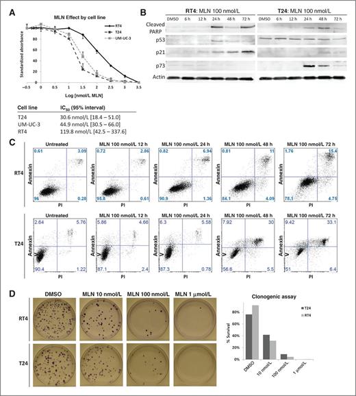 The Investigational Aurora Kinase A Inhibitor MLN8237 Induces Defects