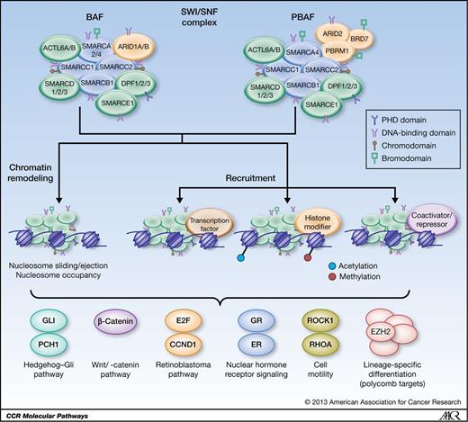 Molecular Pathways: SWI/SNF (BAF) Complexes Are Frequently Mutated in ...