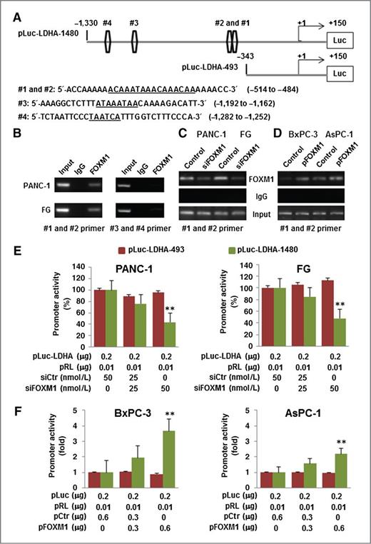 Figure 4. Direct binding of FOXM1 to the LDHA promoter. A, sequences and positions of putative FOXM1-binding elements on the LDHA promoter (#1, #2, #3, and #4). B, The ChIP assay. Chromatins were isolated from PANC-1 and FG cells, and binding of FOXM1 to the LDHA promoter was examined using the ChIP assay. C, The ChIP assay using chromatins isolated from PANC-1, PANC-1-siFOXM1, FG, and FG-siFOXM1 cells. D, The ChIP assay using chromatins isolated from BxPC-3, BxPC-3-pFOXM1, AsPC-1, and AsPC-1-pFOXM1 cells. Normal IgG was used as a control, and 1% of the total cell lysates was subjected to PCR before immunoprecipitation (input control). E, measurement of the LDHA promoter activity. PANC-1 and FG cells were cotransfected with 0.2 μg of the LDHA promoter–luciferase construct pLuc–LDHA and 0, 25, and 50 nmol/L siFOXM1 or control siRNA. Promoter activity was examined using a dual luciferase assay kit. F, BxPC-3 and AsPC-1 cells were cotransfected with 0.2 μg of the LDHA promoter–luciferase construct pLuc–LDHA and 0, 0.3, and 0.6 μg of pcDNA3.1-FOXM1 or pcDNA3.1. Promoter activity was examined using a dual luciferase assay kit (**, P < 0.01).