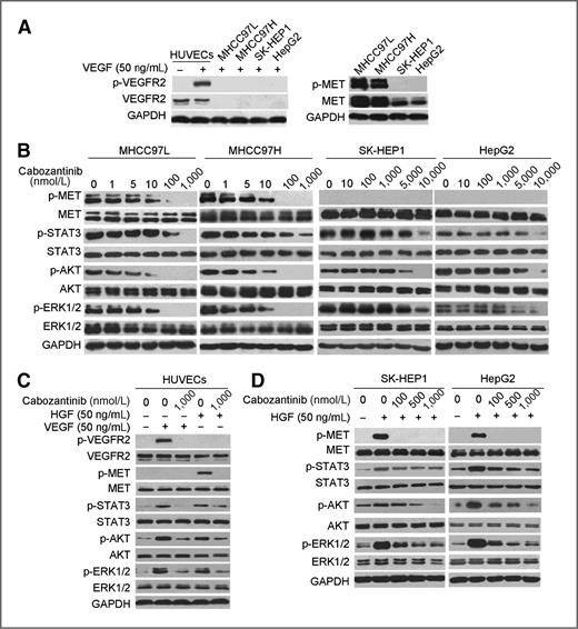 Figure 3. The expression profile of receptor tyrosine kinases (RTK) and the effect of cabozantinib on RTKs signaling in HUVECs and HCC cells. A, Western blot analysis was performed to detect the expression profile of VEGFR2 and MET in HUVECs and HCC cells. B, Western blot analysis was conducted to measure effect of cabozantinib on phosphorylation of MET and downstream effectors in MHCC97L, MHCC97H, SK-HEP1, and HepG2 cells. Cells were treated with either 0.1% DMSO or the indicated concentrations of compounds in DMEM containing 10% FBS for 4 hours before protein extraction. C, HUVECs were grown with either 0.1% DMSO or the indicated doses of cabozantinib for 4 hours, followed by the addition of 50 ng/mL VEGF or HGF 10 minutes before cell lysis for Western blot analysis. D, cells were starved in medium containing 1% FBS for 12 hours before adding either 0.1% DMSO or cabozantinib. After incubation for 4 hours and stimulation with 50 ng/mL HGF for 10 minutes, cells were lysed for Western blot analysis. Independent experiments were performed at least three times, and the results from a representative experiment are shown.