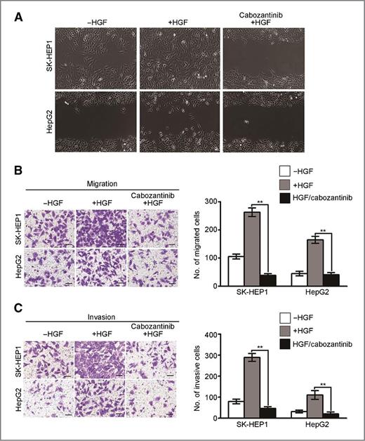 Figure 4. Cabozantinib depresses HGF-induced cell migration and invasion of SK-HEP1 and HepG2 cells. A, cabozantinib inhibits HGF (50 ng/mL)-stimulated cell migration in the wound-healing assay. Shown here are representative images of three independent experiments. B and C, cabozantinib inhibits HGF (50 ng/mL)-stimulated SK-HEP1 and HepG2 cells migration and invasion in a Transwell assay. The representative photographs of migration and invasion cells were shown as B and C, respectively. Bar graphs, the average number of stained cells was calculated from three independent experiments, with 10 fields counted per experiment, and are reported as the mean ± SD. **, P < 0.01; scale bars, 50 μm.