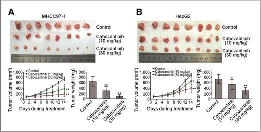 Figure 5. Cabozantinib abrogates tumor growth in the xenograft mouse model. A and B, MHCC97H and HepG2 cells were subcutaneously implanted in nude mice as described in Materials and Methods. Mice bearing tumors xenografts were treated daily with vehicle or either 10 or 30 mg/kg of cabozantinib for 14 days. The image shows the tumor size of MHCC97H and HepG2 xenografts at the end of the experiment. Data, the mean ± SD of the tumor volume and tumor weight for each group of eight experimental animals. *, P < 0.05; **, P < 0.01; the treated group versus the control group.